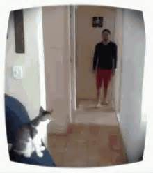 Cat Hi5 GIF - Cat Hi5 - Discover & Share GIFs