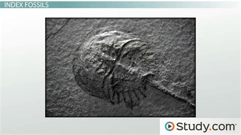 Index Fossils | Law of Superposition & Importance - Video & Lesson Transcript | Study.com