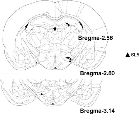 Figure 3 from Prolonged rewarding stimulation of the rat medial ...