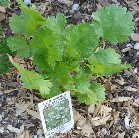 How to Know When to Harvest Cilantro