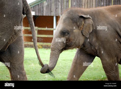 Mom And Baby Elephant Holding Tail Drawing