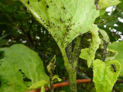 Millions of Tiny Black Bugs on Burdock in the Pests and Diseases forum - Garden.org