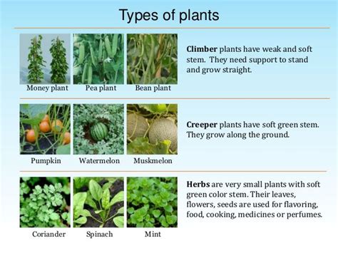 Image result for kinds of plants with pictures and names | Climber ...