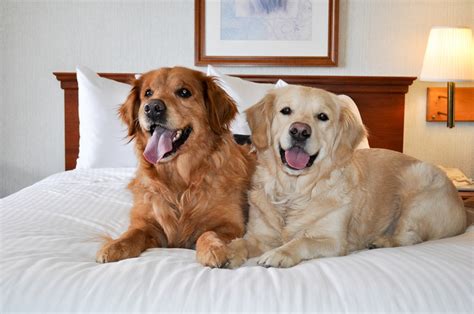 Best Dog-Friendly Hotels and Restaurants in New Hampshire - New Hampshire Magazine