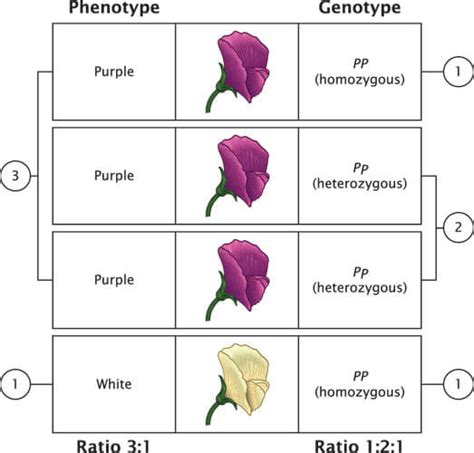 How Does Genotype Affect Phenotype