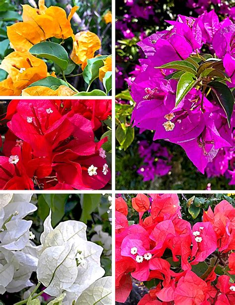 For the Love of Bougainvillea - Dengarden