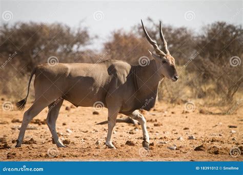 Eland antelope stock photo. Image of africa, fight, herbivore - 18391012