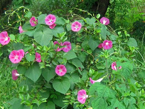 Patch Of Pink Morning Glory Free Stock Photo - Public Domain Pictures