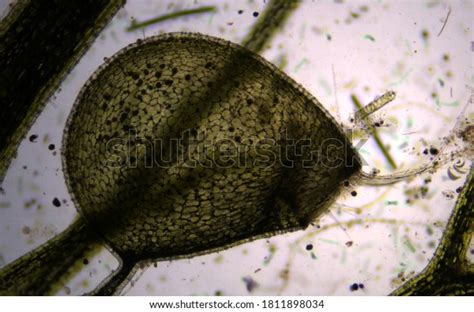 Common Bladderwort Utricularia Vulgaris Trap Under Stock Photo 1811898034 | Shutterstock