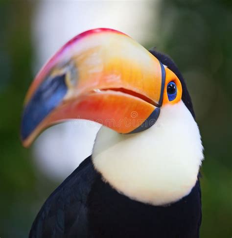 Curious Toucan Close Up Stock Photos - Free & Royalty-Free Stock Photos from Dreamstime