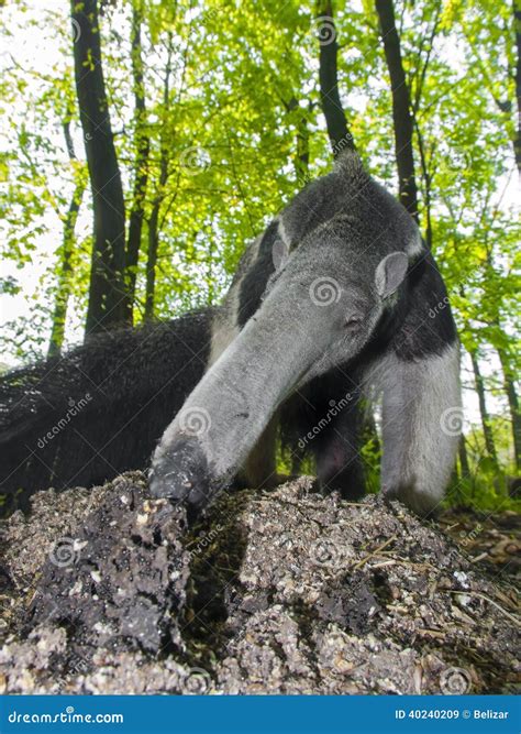 Giant Anteater (Myrmecophaga Tridactyla) Eats Ants Stock Photo - Image: 40240209