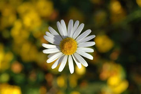 Oxeye Daisy Free Photo Download | FreeImages