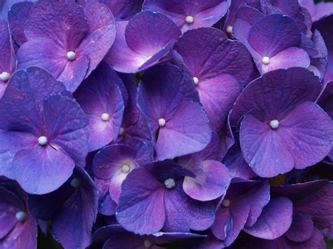 🔥 [40+] Purple Hydrangea Wallpapers | WallpaperSafari