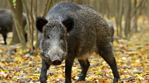 Missouri Struggles With Feral Hogs — And Hog Hunters