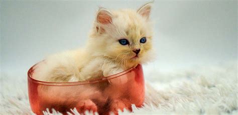 6 Week Old Kittens Development and Care Guide