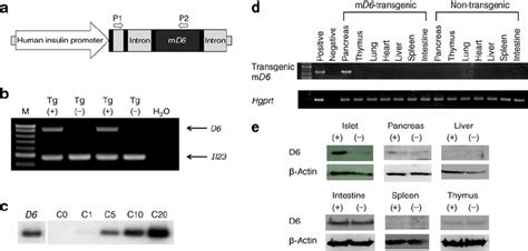 Generation of m D6 transgenic NOD mice. a Scheme of the transgene... | Download Scientific Diagram