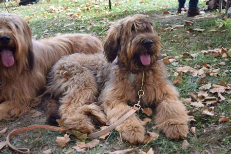 Briard Information & Dog Breed Facts | Dogell.com