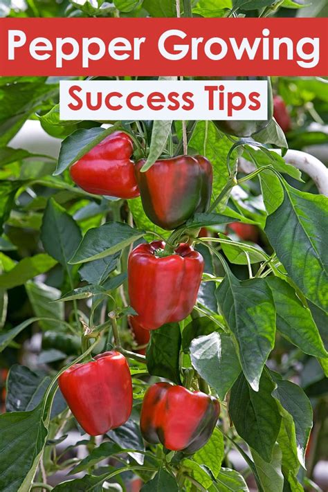 22 Pepper Growing Success Tips