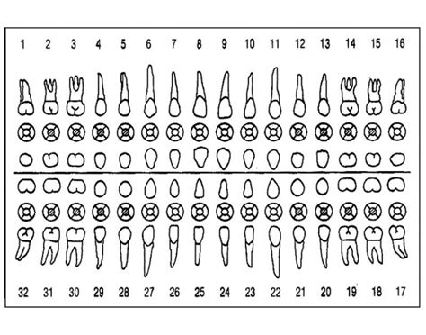 Dental Charting Quiz