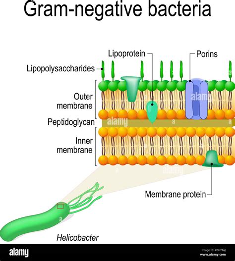 cell wall structure of Gram-negative Bacteria for example Helicobacter. Vector diagram for ...