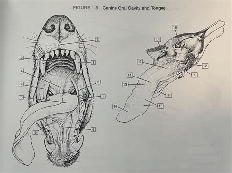 Canine Oral Cavity Anatomy | Images and Photos finder