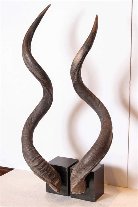 Kudu Horns - 16 For Sale on 1stDibs