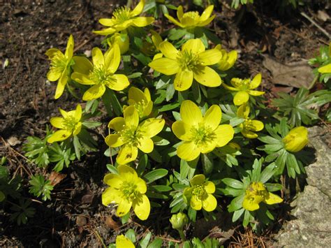 Eranthis hyemalis in 2011 | Rotary Botanical Gardens