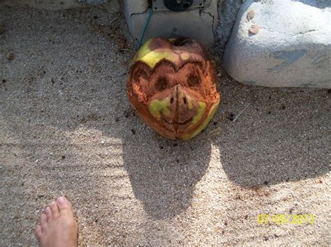 Monkey face carved into a coconut | Face carving, Monkey face, Carving