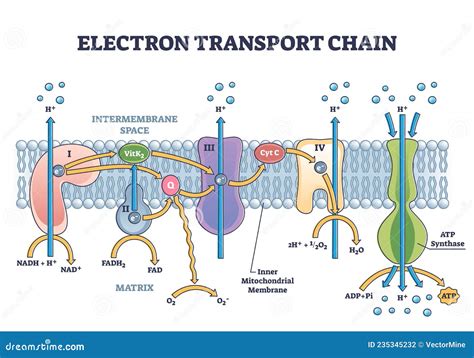 Diagram Of The Electron Transport System Complex Electron Tr