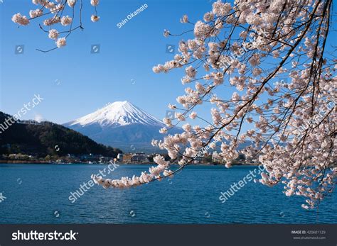 Mt Fuji Cherry Blossom Stock Photo 420601129 | Shutterstock