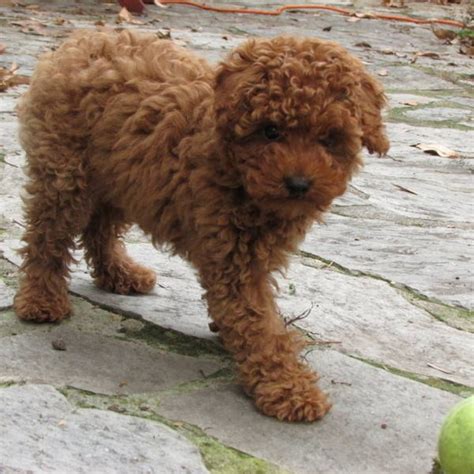 Toy Poodle Dog Breed Information, Images, Characteristics, Health