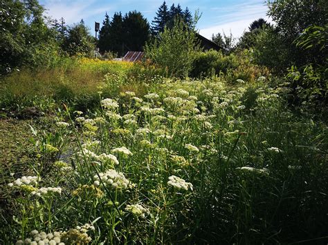 Attracting Bats — Habitat Acquisition Trust