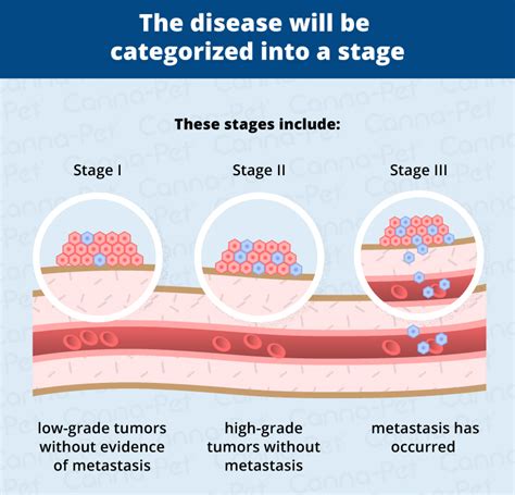 Bone Cancer (Osteosarcoma) in Dogs | Canna-Pet