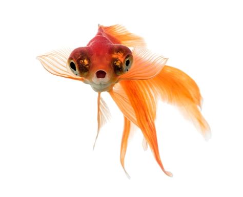 Premium Photo | Front view of a goldfish in water, islolated on white