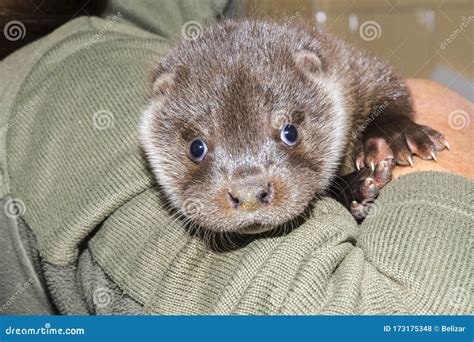 Orphaned European Otter Baby in the Hand of His Zookeeper Stock Photo ...