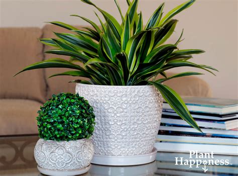 how-winter-indoor-plants-bring-joy-and-promote-wellness - Trendspot Inc.