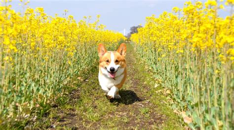 40 Top/Best/Most Popular Corgi Names