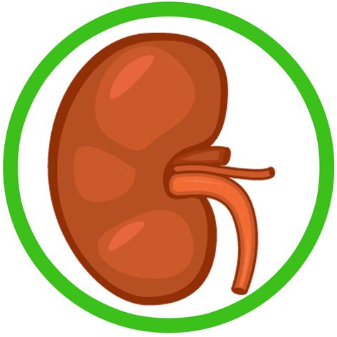 Kidney clipart kidney shape, Kidney kidney shape Transparent FREE for download on WebStockReview ...