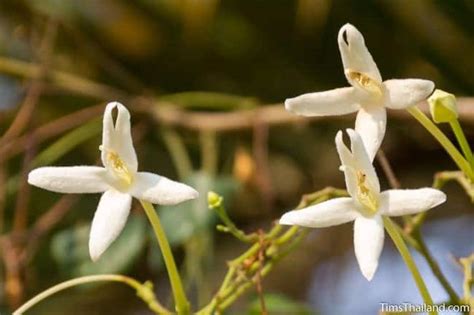 Flowering Trees of Thailand – Indian Cork Tree - Tim's Thailand