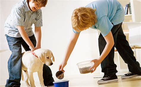 Puppy Feeding Tips for New Dog Owners