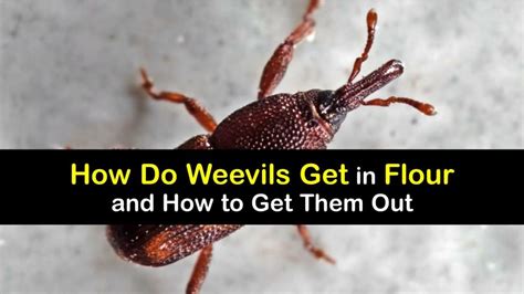 Flour Weevil Problems - Smart Tips to Get Rid of Weevils in Flour