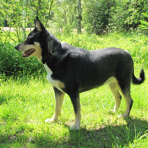 Lapsk Vallhund - Pet Paw