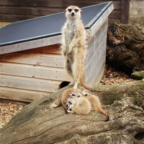 Meerkat family - what is happening