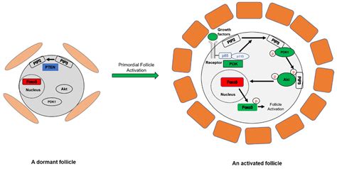 Primordial Follicle Model