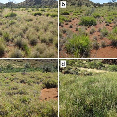 (PDF) Detecting new Buffel grass infestations in Australian arid lands ...