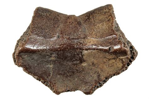 1.6" Pleistocene Fossil Tortoise (Hesperotestudo) Nuchal Scute (#265359) For Sale - FossilEra.com