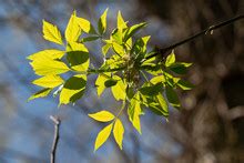 Box Elder Maple Tree In Fall Free Stock Photo - Public Domain Pictures