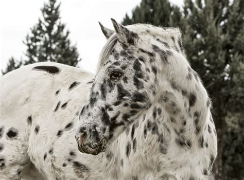 Appaloosa Horse | Breed Guide | HorseClicks