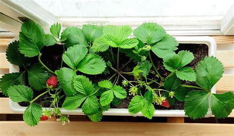 Best Lighting for Growing Strawberries Indoors (Complete Guide)