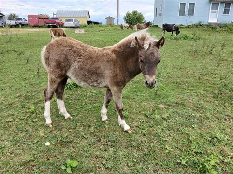 Naked Acres Storm Chaser- Silver Dapple Pinto